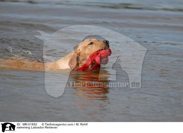 swimming Labrador Retriever / MR-01892