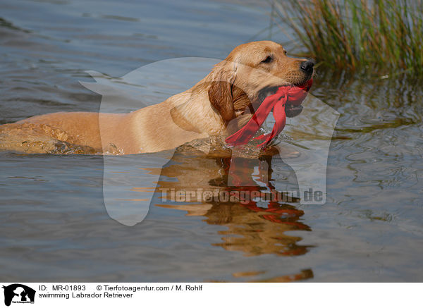 schwimmender Labrador Retriever / swimming Labrador Retriever / MR-01893