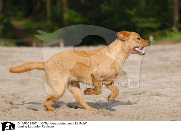 running Labrador Retriever / MR-01907