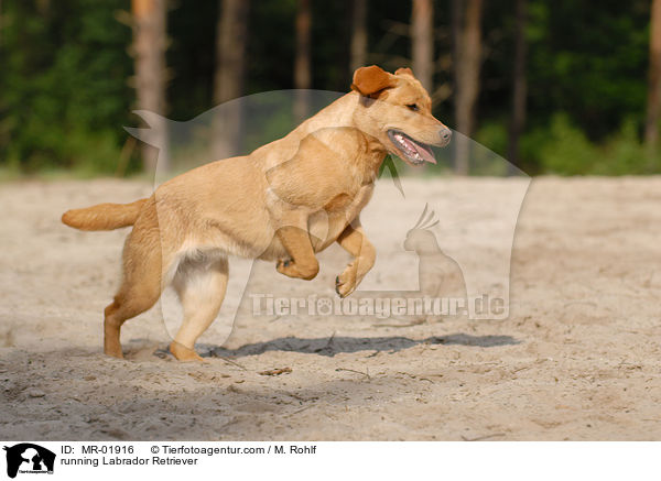 rennender Labrador Retriever / running Labrador Retriever / MR-01916