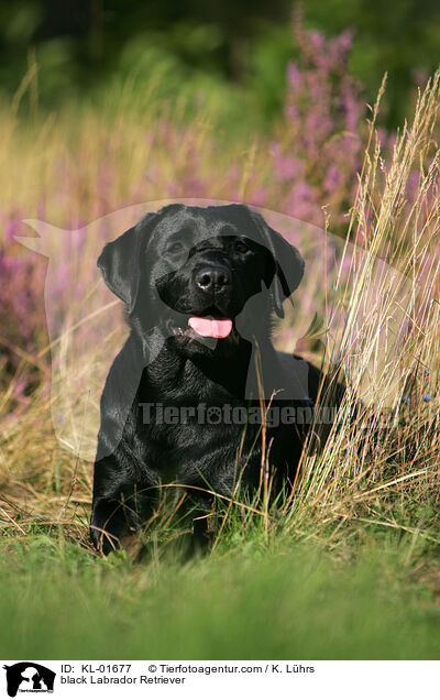 schwarzer Labrador Retriever / black Labrador Retriever / KL-01677