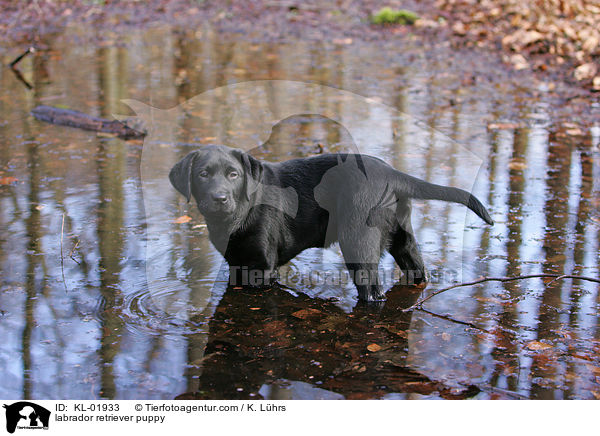 Labrador Retriever Welpe / labrador retriever puppy / KL-01933
