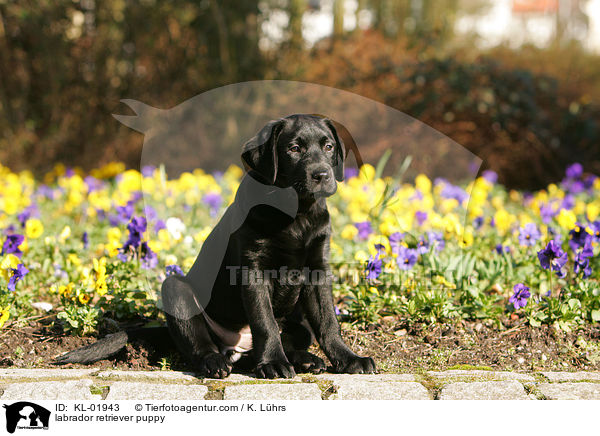 Labrador Retriever Welpe / labrador retriever puppy / KL-01943