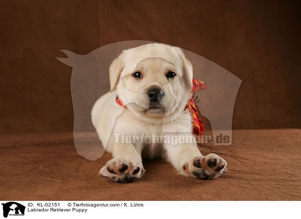 Labrador Retriever Welpe / Labrador Retriever Puppy / KL-02151