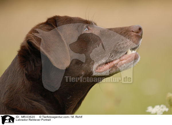 Labrador Retriever Portrait / Labrador Retriever Portrait / MR-03620