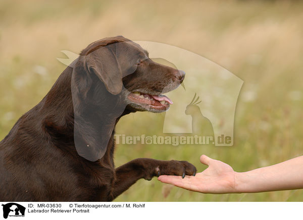 Labrador Retriever Portrait / Labrador Retriever Portrait / MR-03630