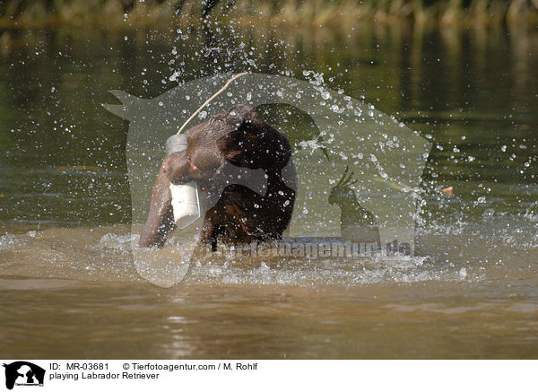 spielender Labrador Retriever / playing Labrador Retriever / MR-03681