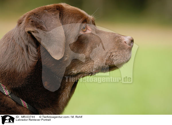 Labrador Retriever Portrait / Labrador Retriever Portrait / MR-03744