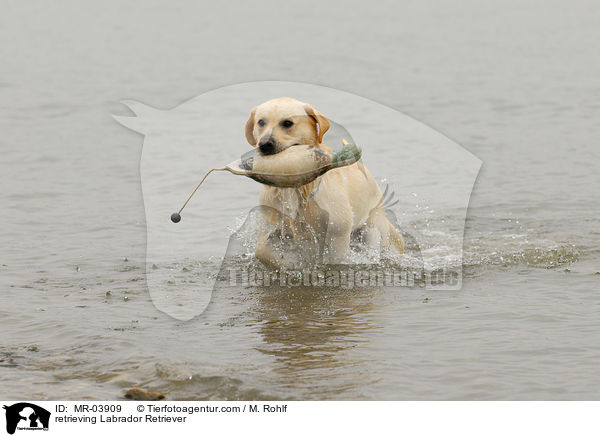 apportierender Labrador Retriever / retrieving Labrador Retriever / MR-03909