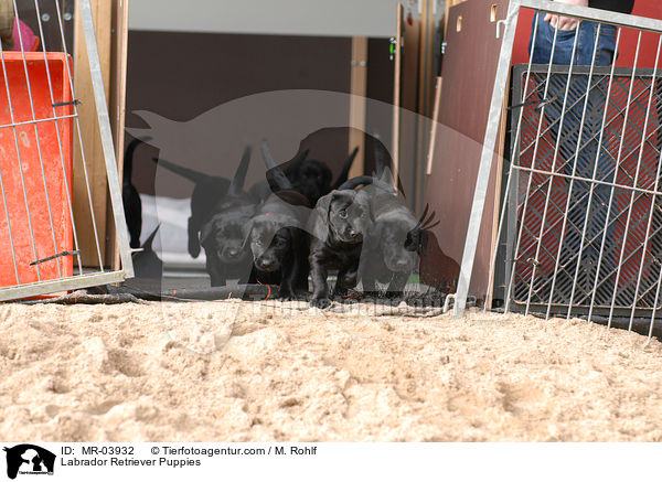 Labrador Retriever Welpen / Labrador Retriever Puppies / MR-03932