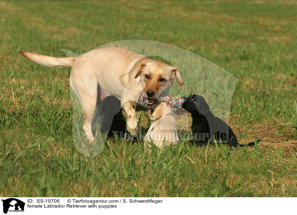 Labrador Retriever Hndin mit Welpen / female Labrador Retriever with puppies / SS-19706