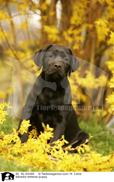 Labrador Retriever Welpe / labrador retriever puppy / KL-03346