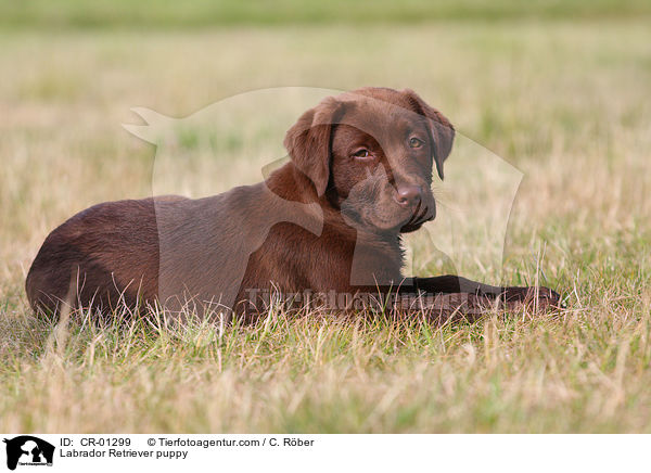 Labrador Retriever puppy / CR-01299