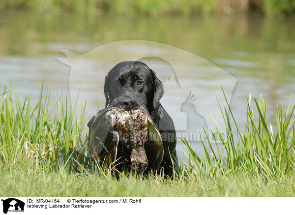Labrador Retriever apportiert Ente / retrieving Labrador Retriever / MR-04164