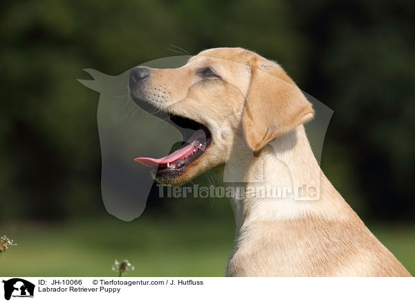 Labrador Retriever Welpe / Labrador Retriever Puppy / JH-10066