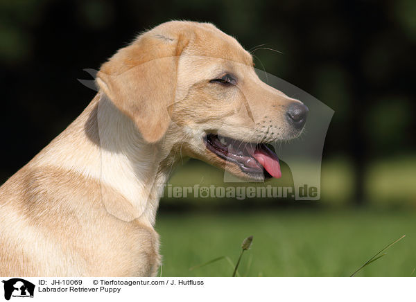 Labrador Retriever Welpe / Labrador Retriever Puppy / JH-10069