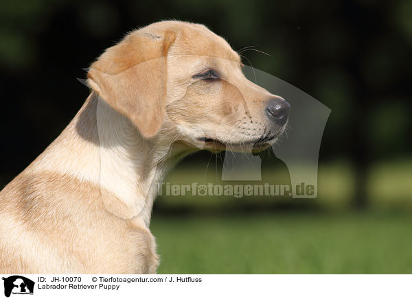 Labrador Retriever Welpe / Labrador Retriever Puppy / JH-10070