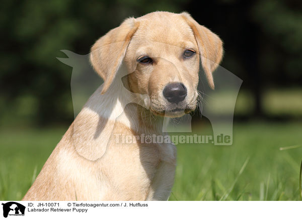 Labrador Retriever Welpe / Labrador Retriever Puppy / JH-10071