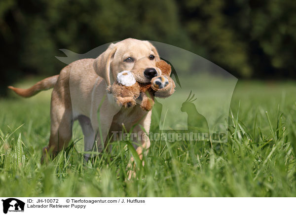 Labrador Retriever Welpe / Labrador Retriever Puppy / JH-10072