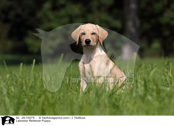 Labrador Retriever Welpe / Labrador Retriever Puppy / JH-10074