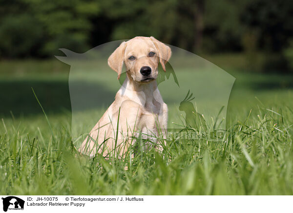 Labrador Retriever Welpe / Labrador Retriever Puppy / JH-10075