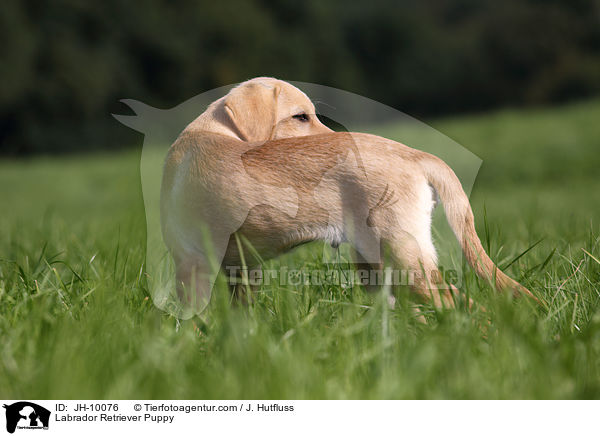 Labrador Retriever Welpe / Labrador Retriever Puppy / JH-10076