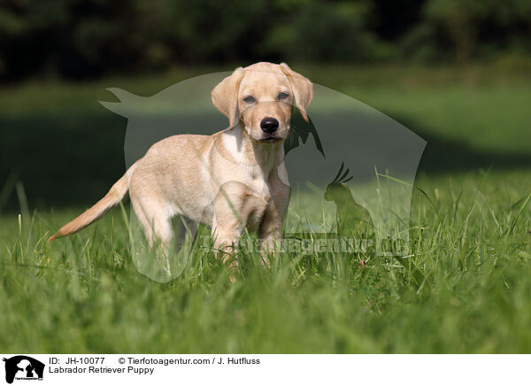 Labrador Retriever Welpe / Labrador Retriever Puppy / JH-10077