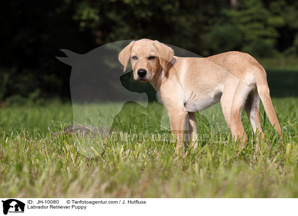 Labrador Retriever Welpe / Labrador Retriever Puppy / JH-10080