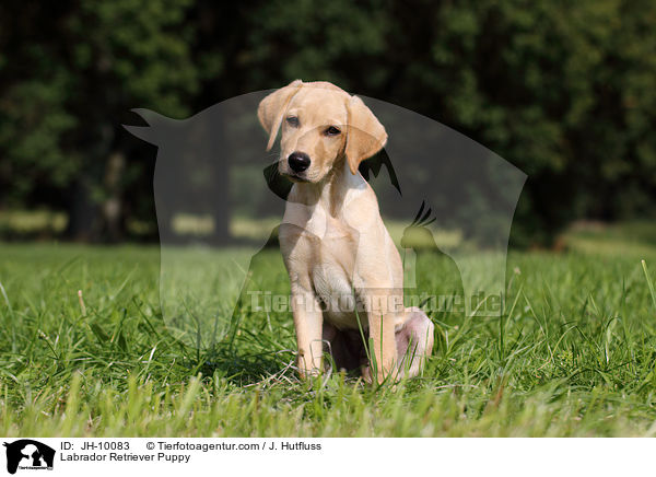 Labrador Retriever Welpe / Labrador Retriever Puppy / JH-10083