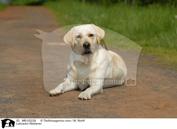 Labrador Retriever / Labrador Retriever / MR-05228