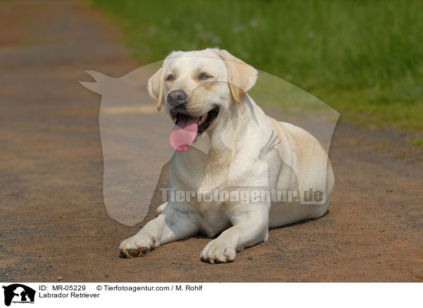 Labrador Retriever / Labrador Retriever / MR-05229