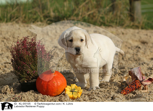 Labrador Retriever Welpe / Labrador Retriever Puppy / KL-05105