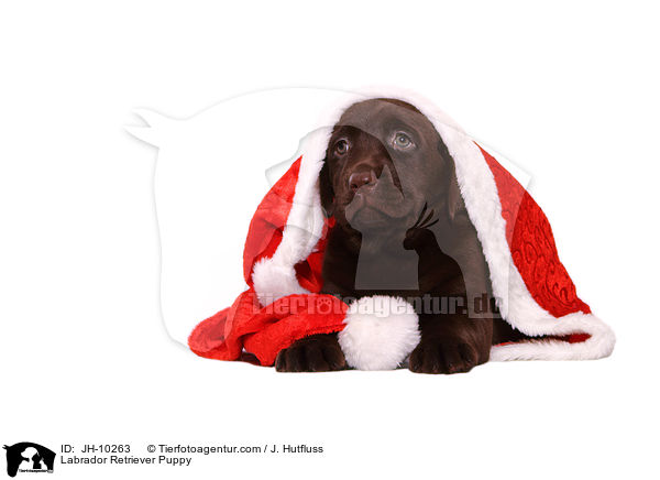 Labrador Retriever Welpe / Labrador Retriever Puppy / JH-10263