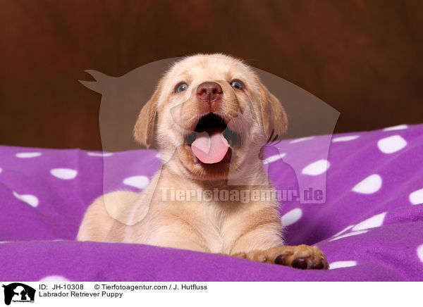 Labrador Retriever Puppy / JH-10308