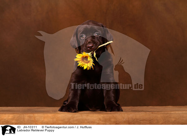 Labrador Retriever Puppy / JH-10311