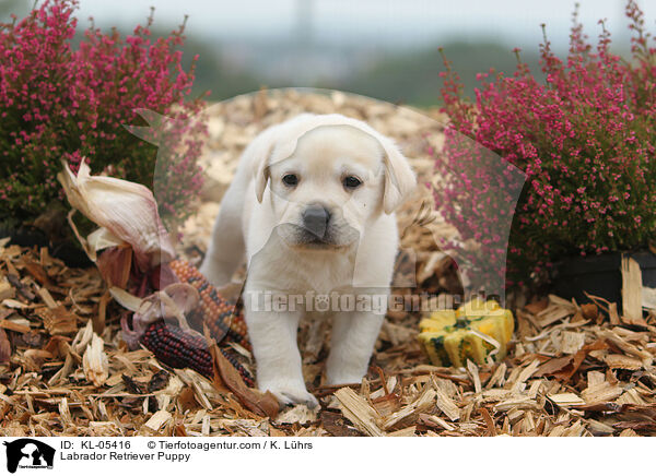Labrador Retriever Welpe / Labrador Retriever Puppy / KL-05416