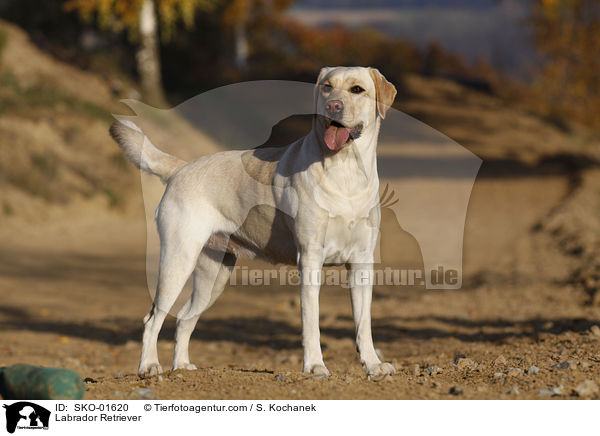 Labrador Retriever / Labrador Retriever / SKO-01620