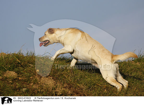 rennender Labrador Retriever / running Labrador Retriever / SKO-01622
