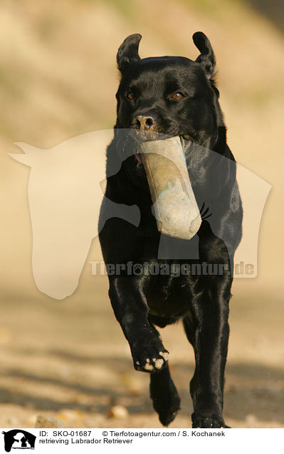 apportierender Labrador Retriever / retrieving Labrador Retriever / SKO-01687