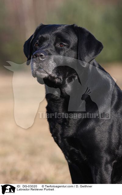 Labrador Retriever Portrait / Labrador Retriever Portrait / DG-03020