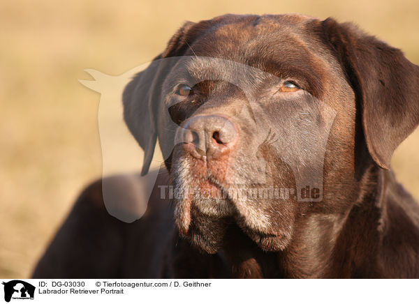 Labrador Retriever Portrait / Labrador Retriever Portrait / DG-03030