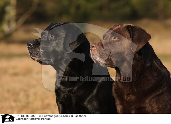 Labrador Retriever Portrait / Labrador Retriever Portrait / DG-03035