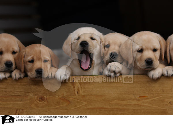 Labrador Retriever Welpen / Labrador Retriever Puppies / DG-03042