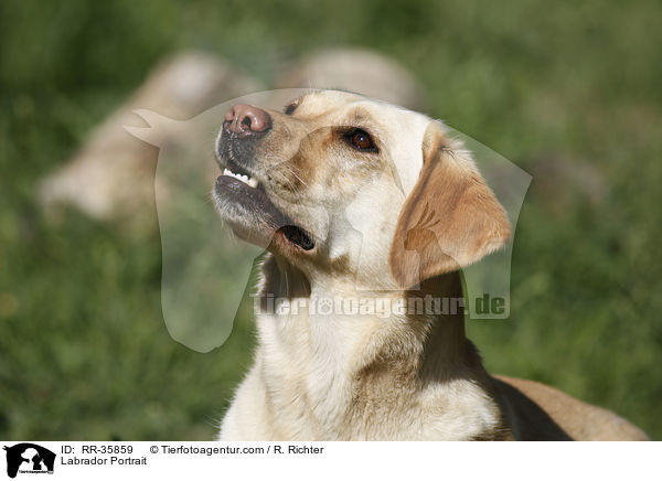 Labrador Portrait / Labrador Portrait / RR-35859