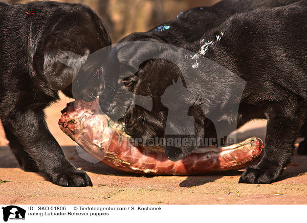 eating Labrador Retriever puppies / SKO-01806