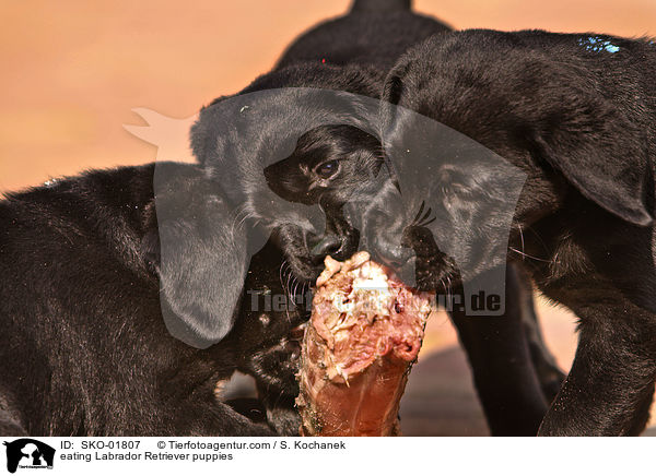 fressende Labrador Retriever Welpen / eating Labrador Retriever puppies / SKO-01807