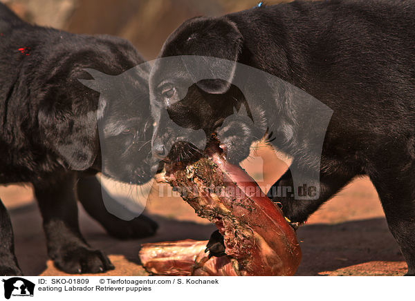 eationg Labrador Retriever puppies / SKO-01809