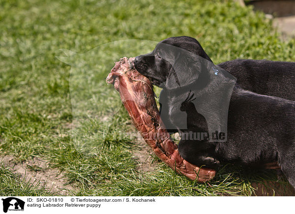 eating Labrador Retriever puppy / SKO-01810