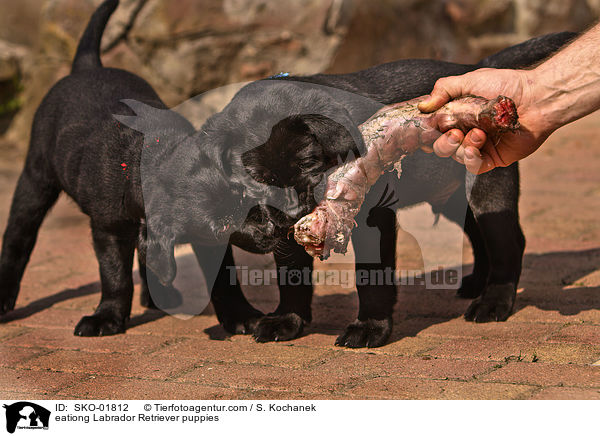 eationg Labrador Retriever puppies / SKO-01812