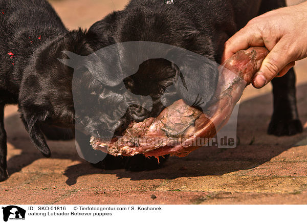 eationg Labrador Retriever puppies / SKO-01816